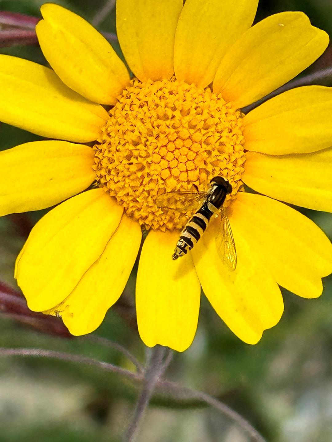 Hoverfly on a yellow flower, in Cyprus