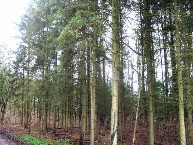 Wytham Woods. Photo: Jackie Bowman-CC BY-SA 2.0