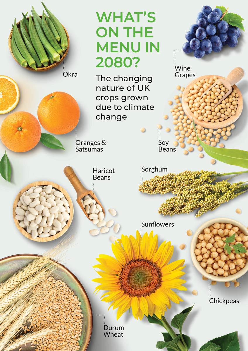 Nine crops, okra, wine grapes, oranges, soy beans, haricot beans, sorghum, sunflowers, chickpeas and durum wheat, and heading What's on the menu in 2080? The changing nature of UK crops grown due to climate change