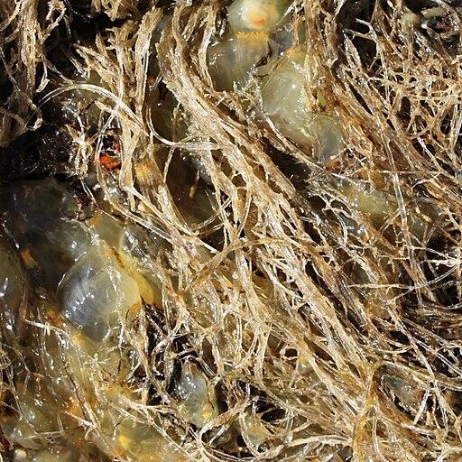 Spaghetti bryozoan. Photo: Smithsonian Environmental Research Center, CC0