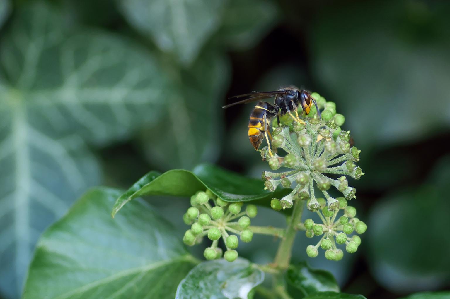 Asian hornet on a plant