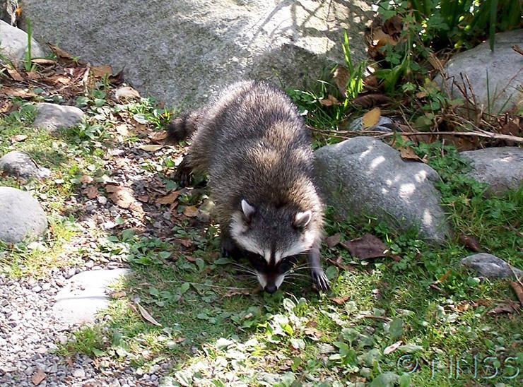 Raccoon on the ground