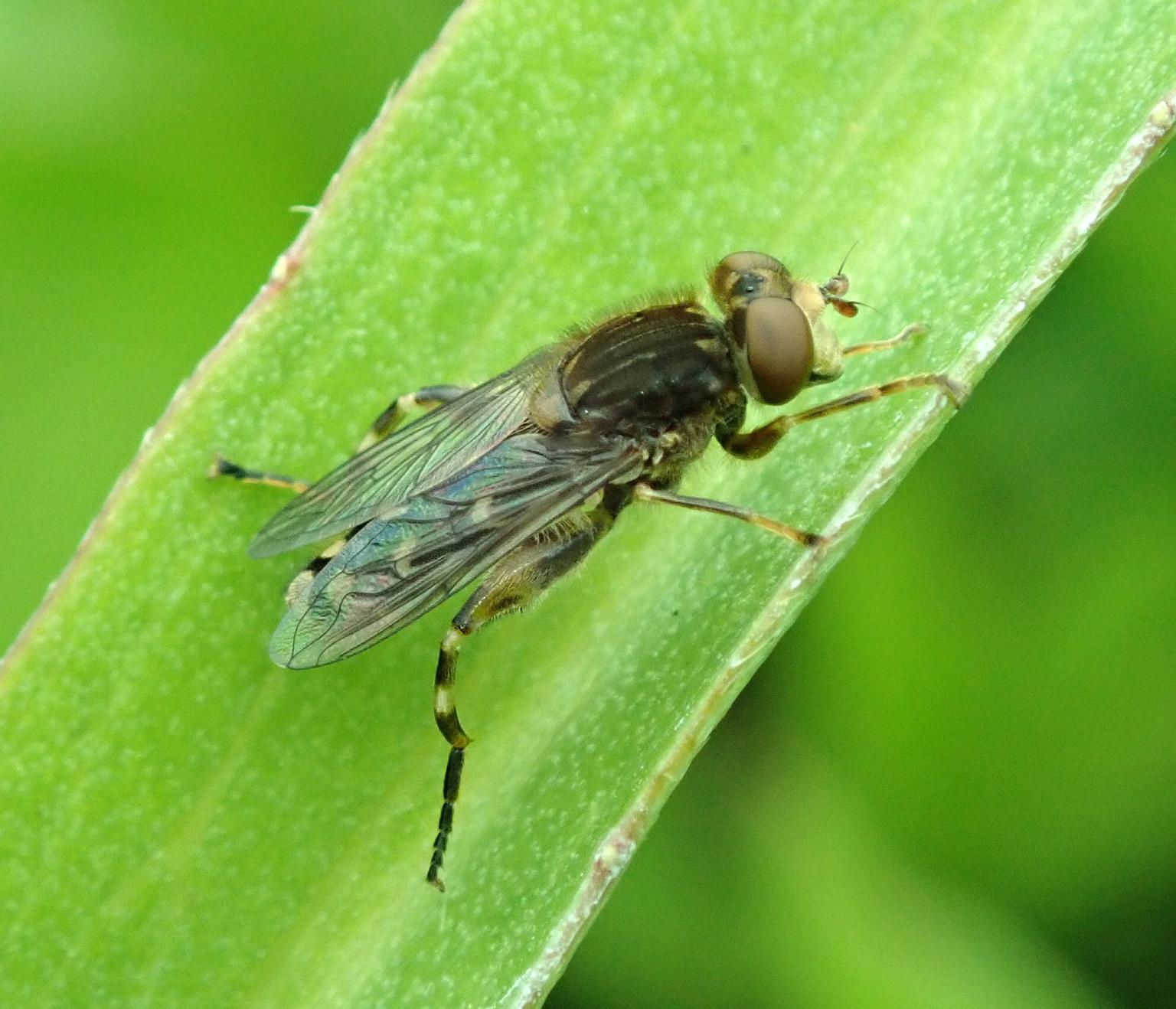 Anasimyia transfuga. Photo: Steven Falk.
