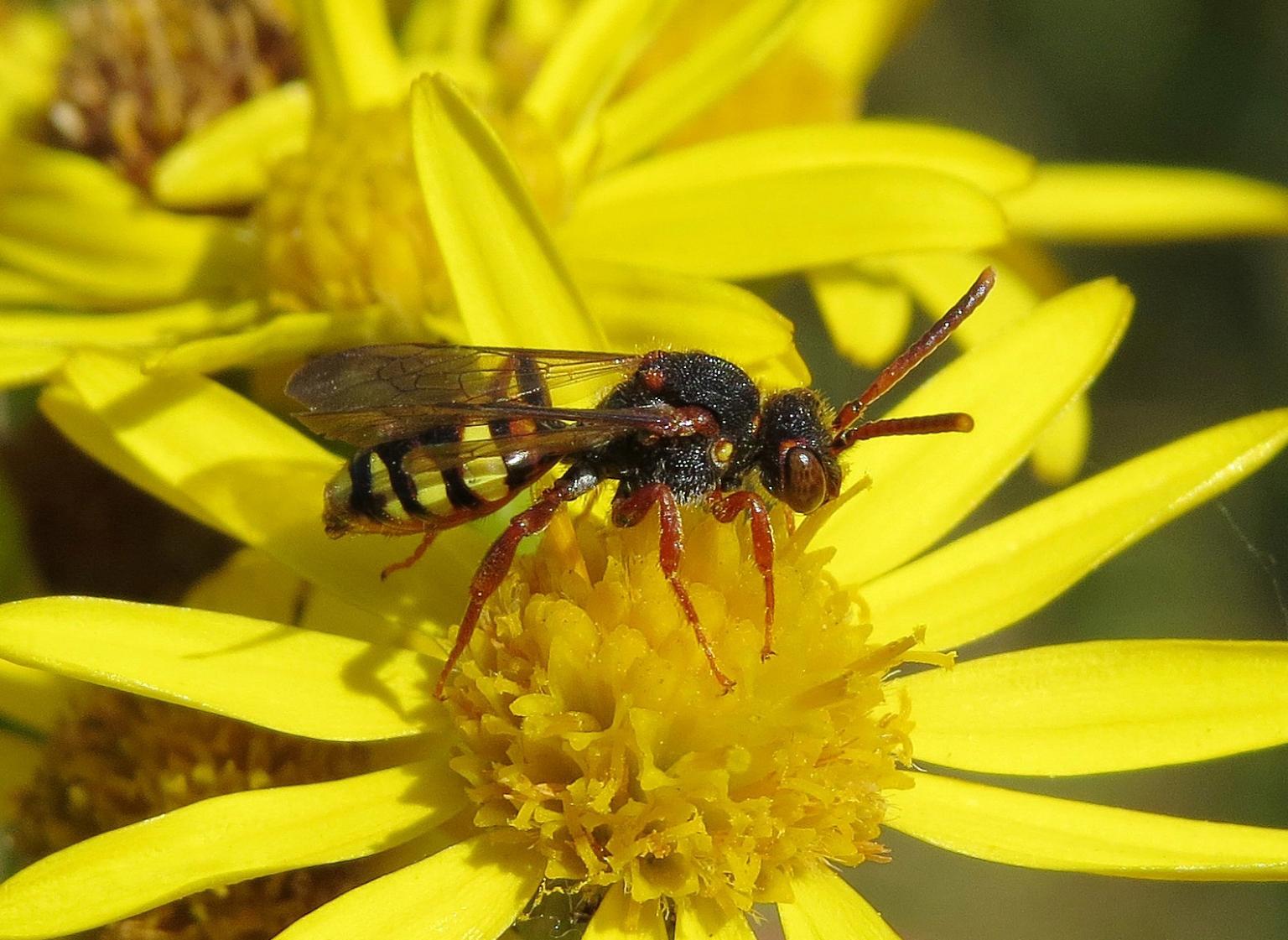 Nomada Zonata. Photo: Steven Falk