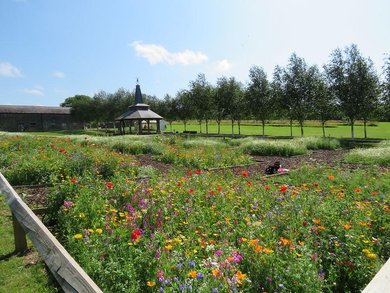 Seed mix plots. Photo: Natasha de Vere.