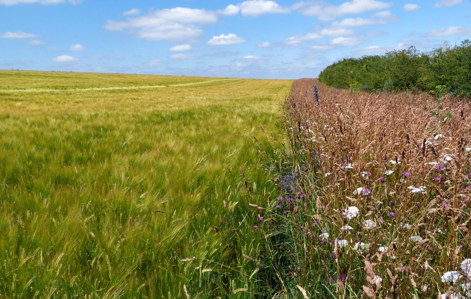 Wildflower field margin, ASSIST trials.