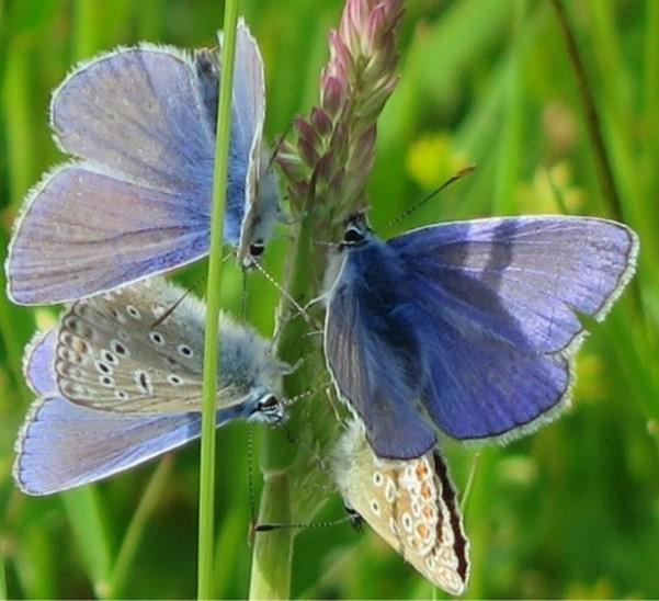Four blue butterflies on a stem of grass