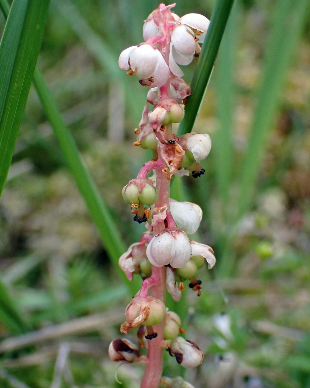 Lesser wintergreen (Pyrola minor)