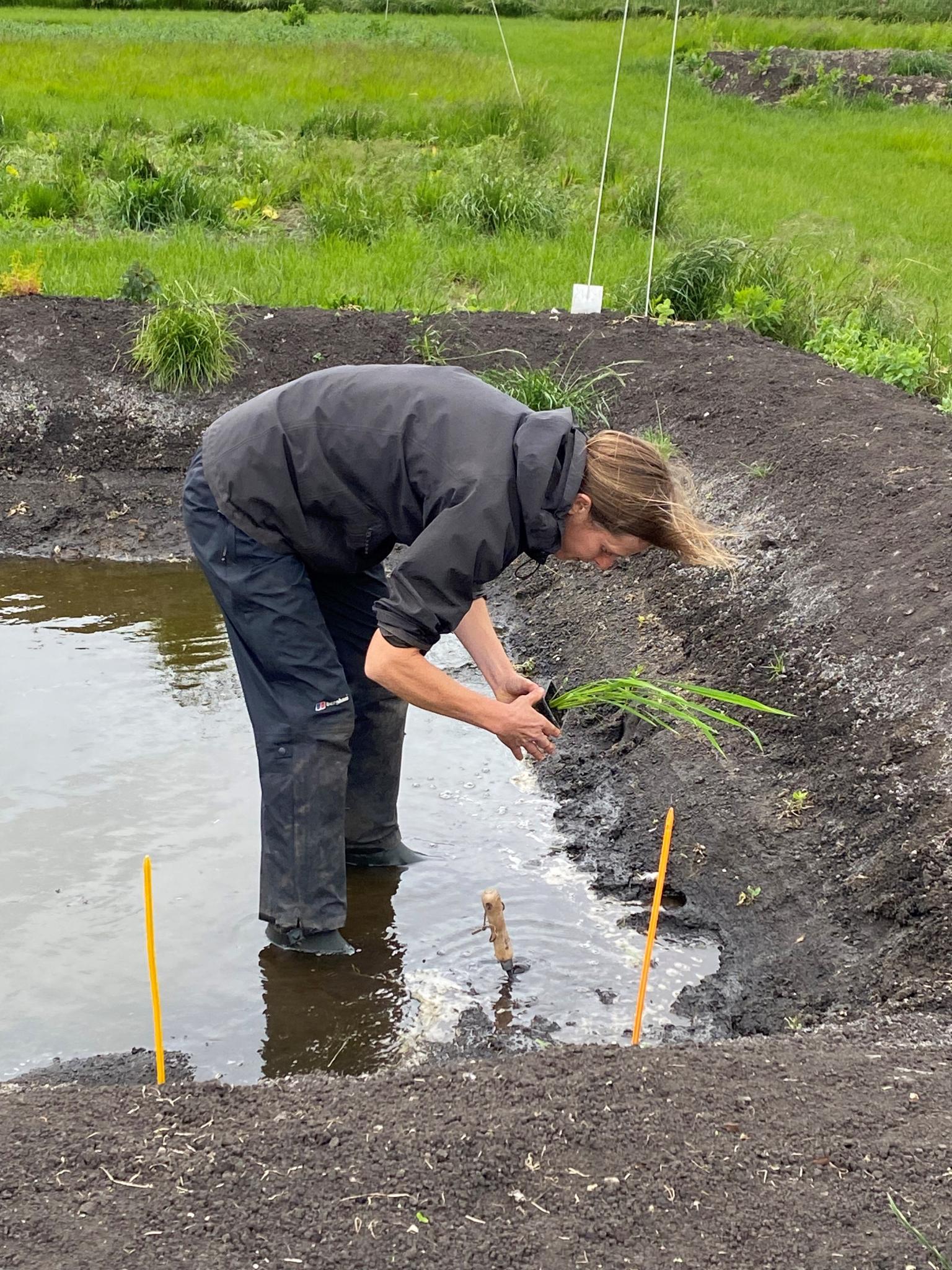 Person planting rice