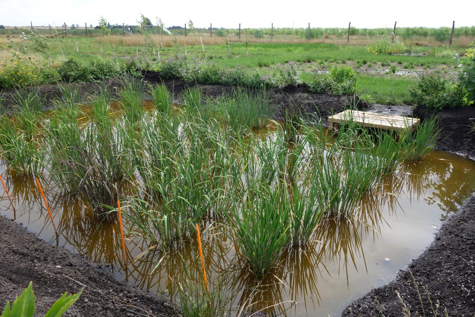 Plants growing in water