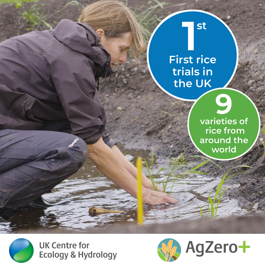 Person planting rice with infographics