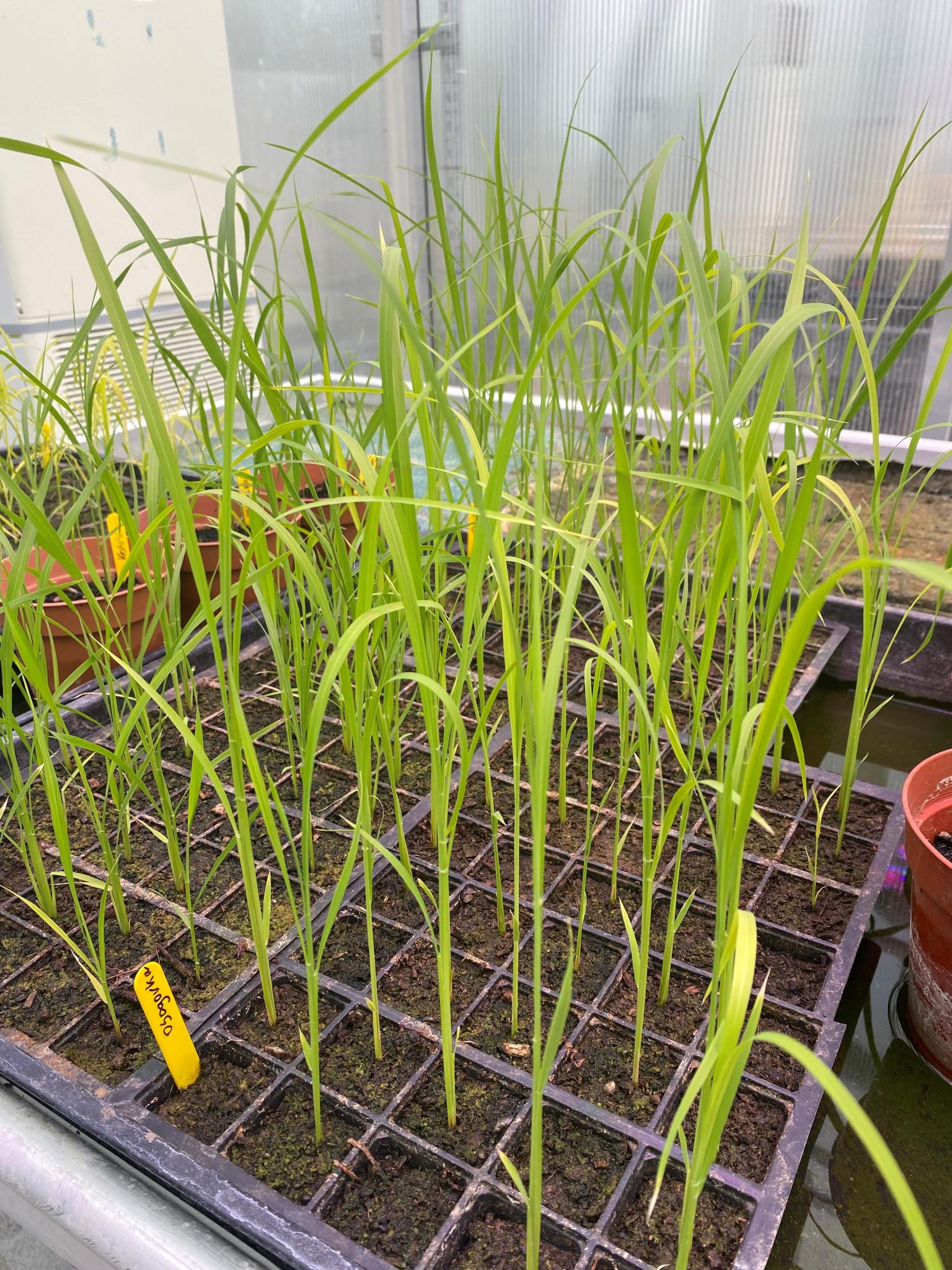 Green plants growing