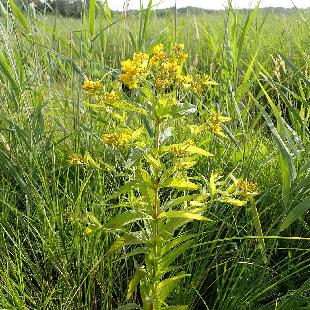 Yellow Loosestrife