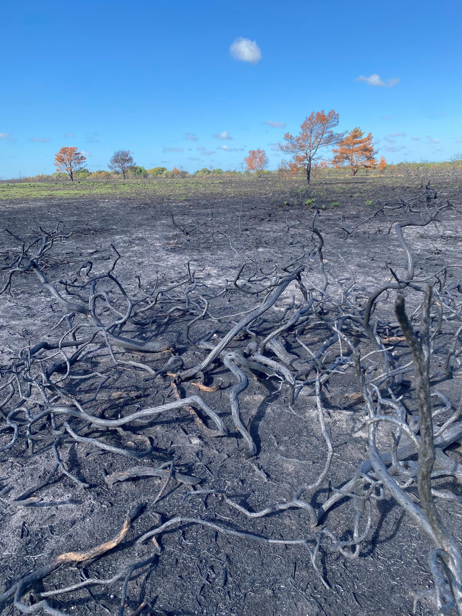 Burnt plants after a wildfire