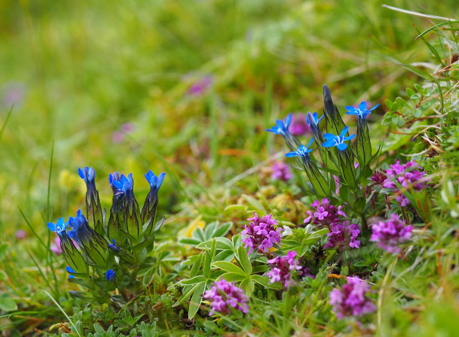 Alpine Gentian. Photos: Pete Stroh