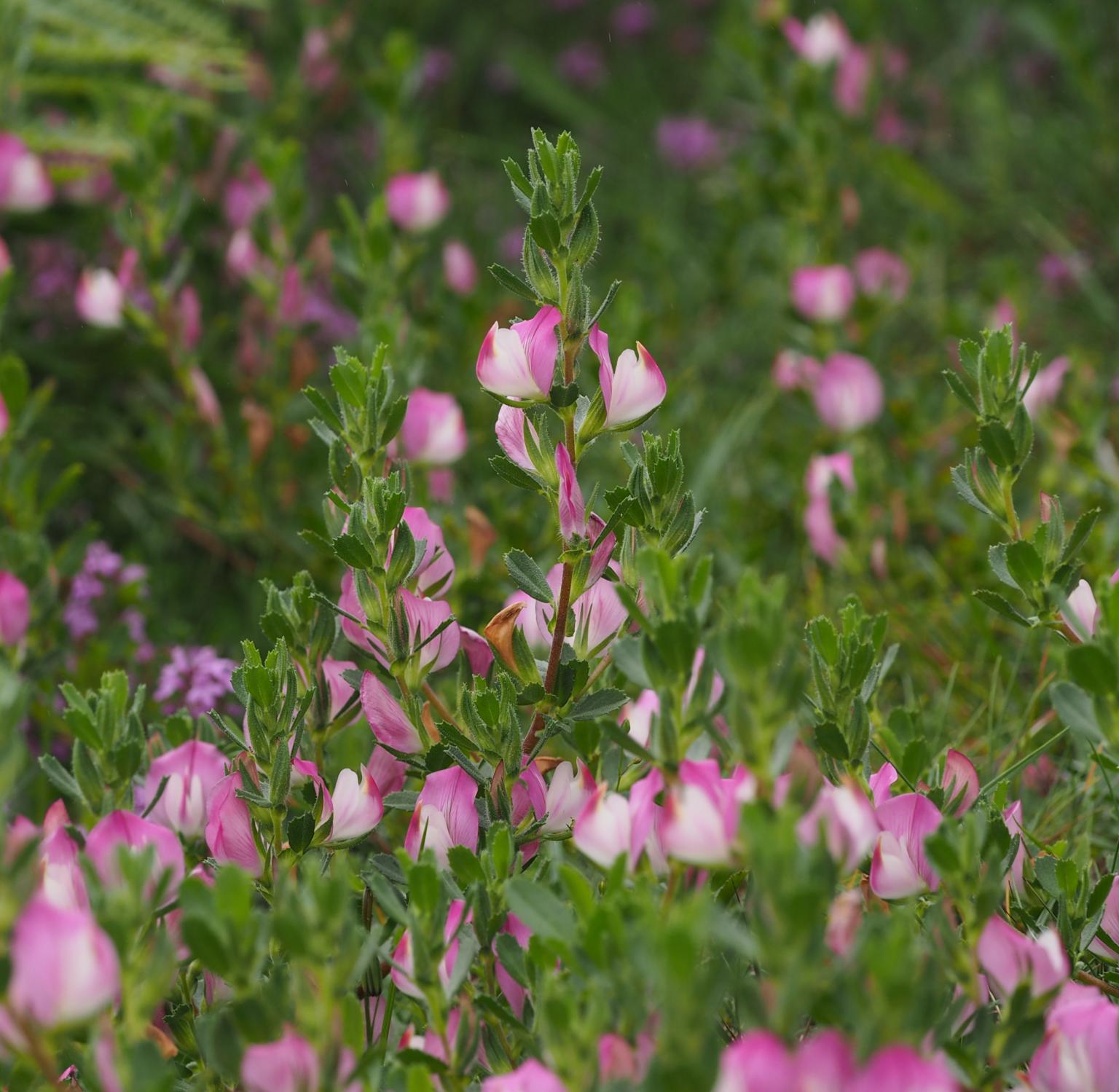 Common Restharrow. Photo: Pete Stroh