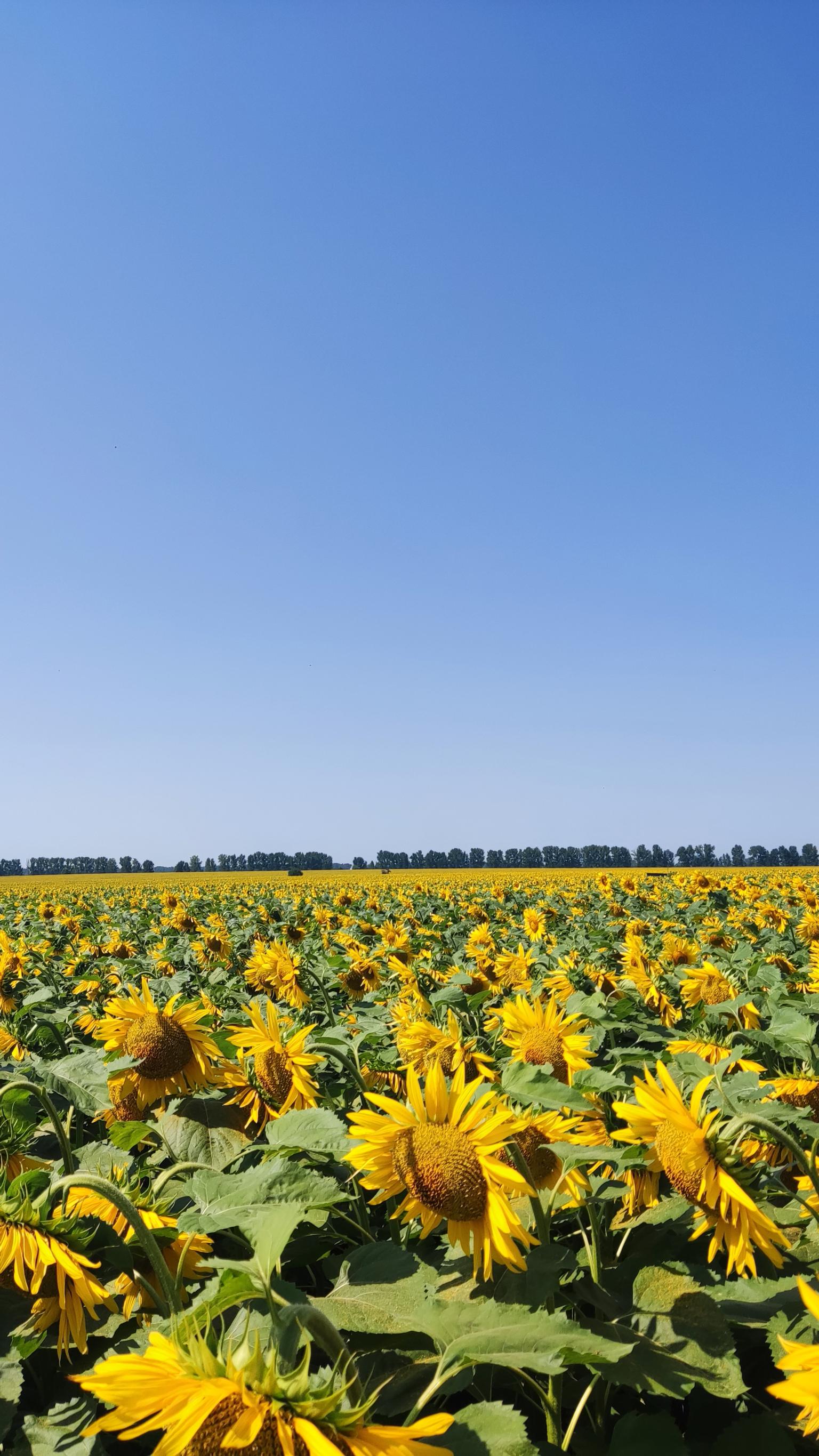 Sunflowers in Ukraine. Photo: Sergiy Medinets