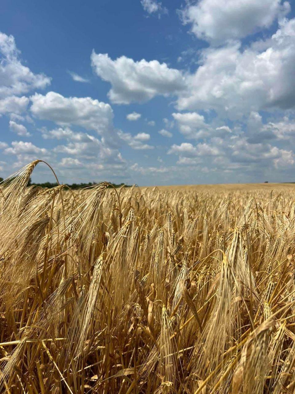Wheat field in Ukraine. Photo: Andriy-Buyanovskiy