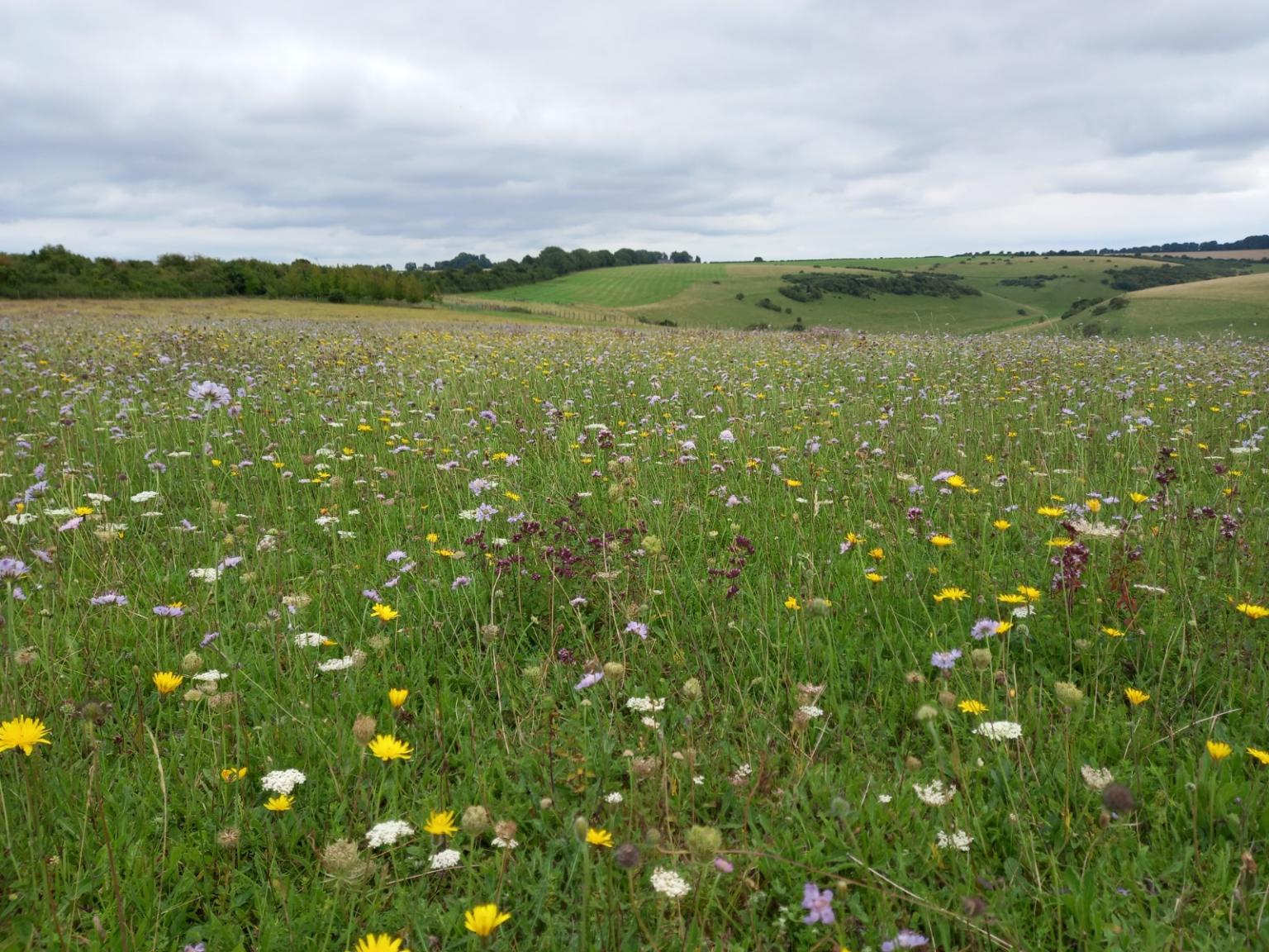 Species-rich grassland. Photo: Maico Weites.