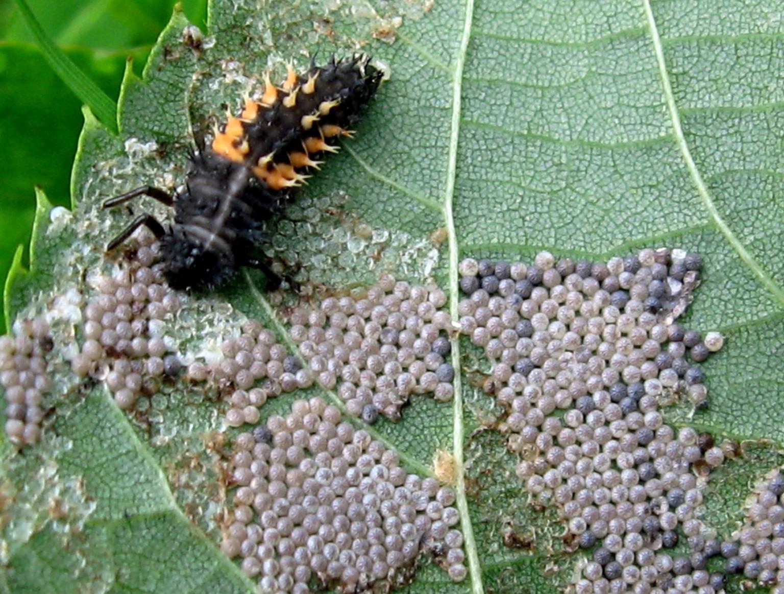 Harlequin ladybird larva and moth eggs. Photo: Bill Phillips