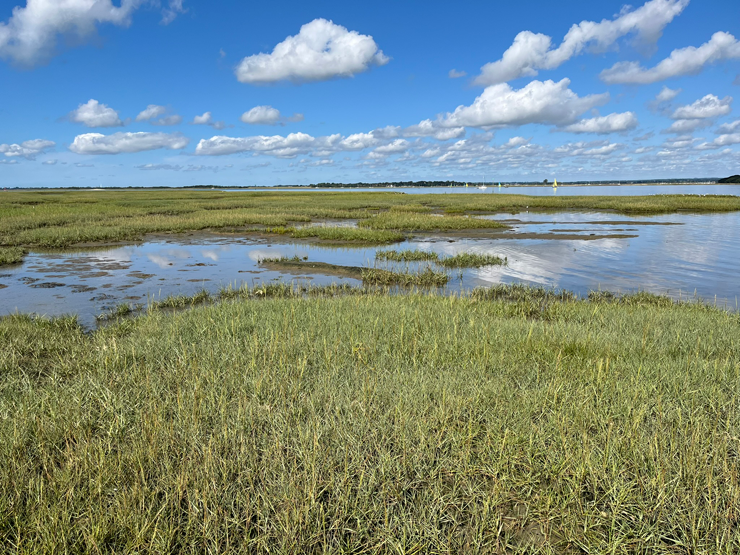 Spartina marsh at West Itchenor