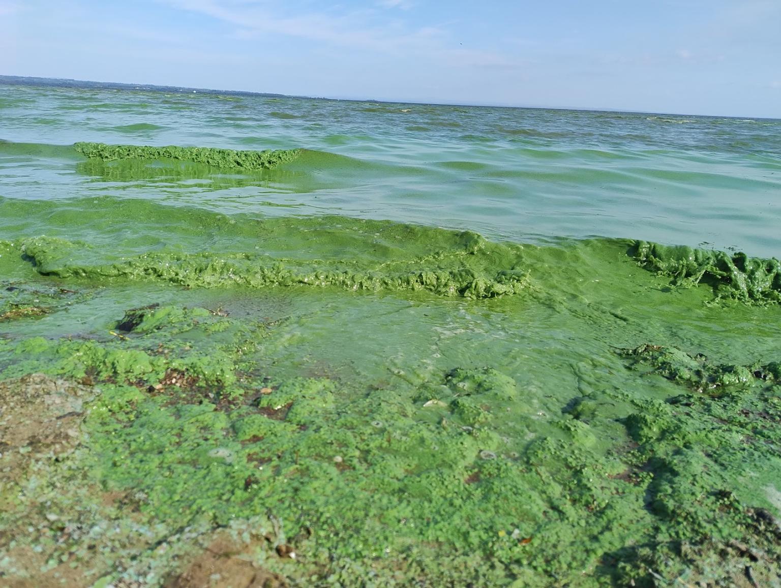 Algal blooms on Lough Neagh. Photo: Peter Harper