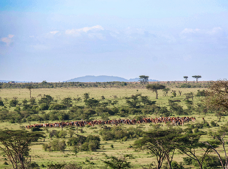 View towards livestock on the landscape in Kenya