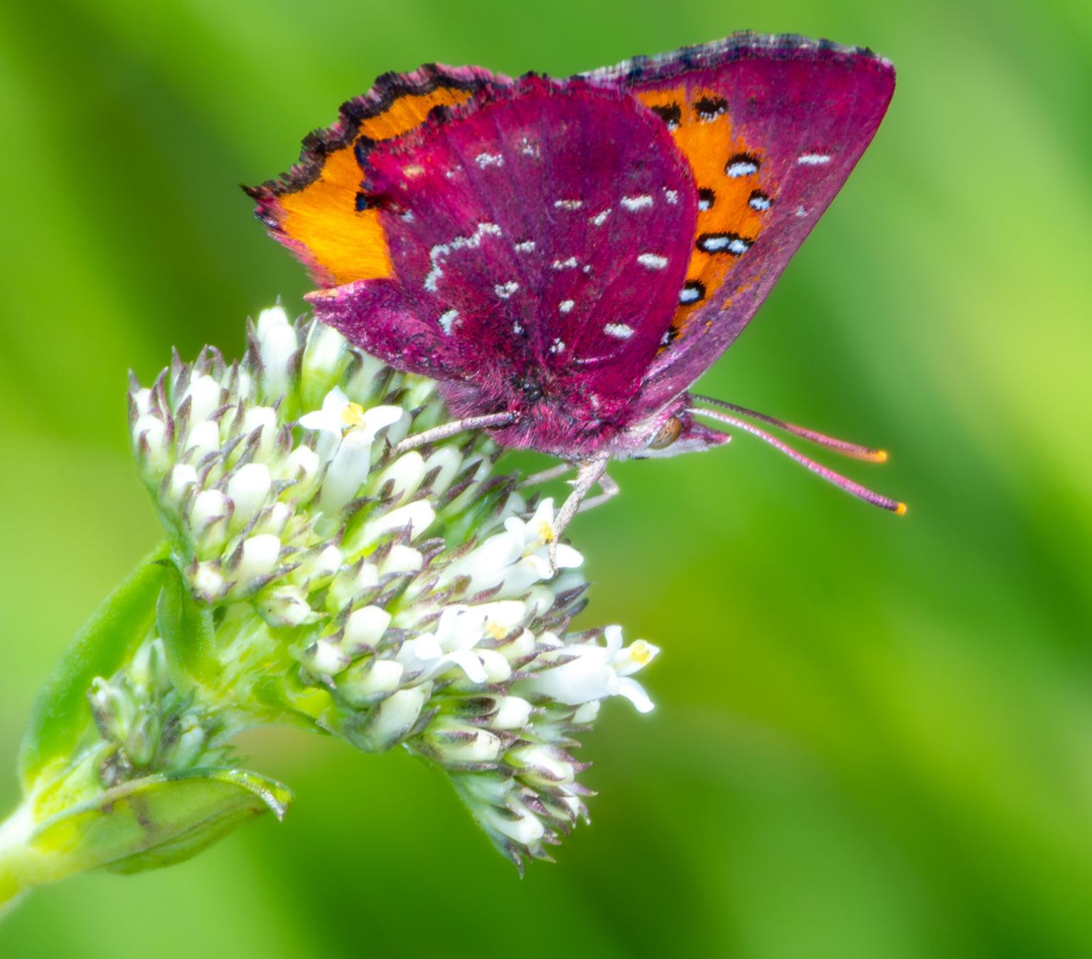 A male Aloeides aranda.