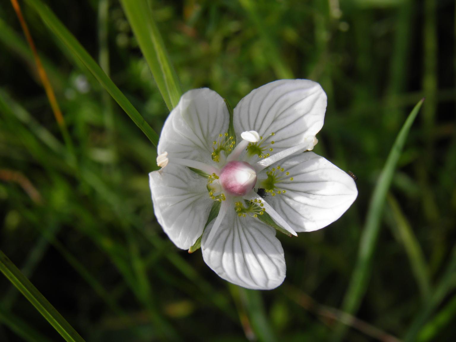 Grass of Parnassus. Photo: Rob Cooke