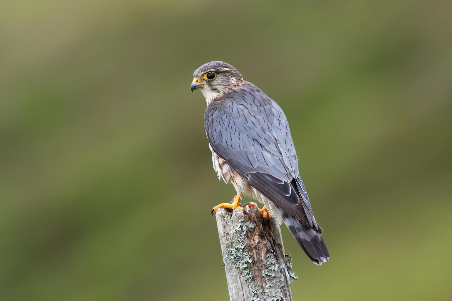Merlin. Photo: Edmund Fellowes, BTO