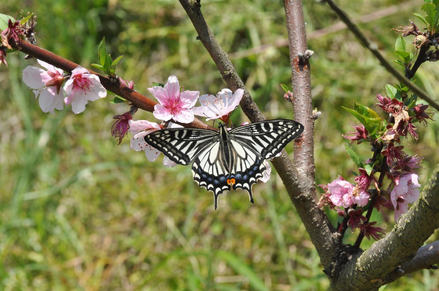 Papilio xuthus (Asian swallowtail).