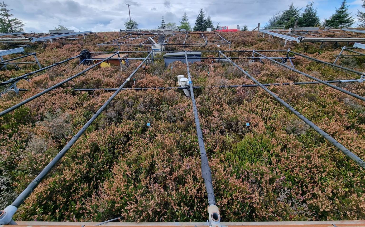 Heathland vegetation with experiment