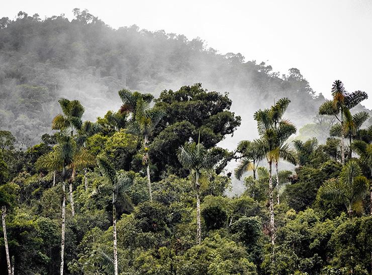 Atmosphere over rainforest trees