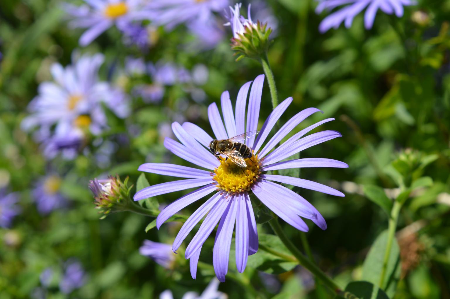 Fly on a plant