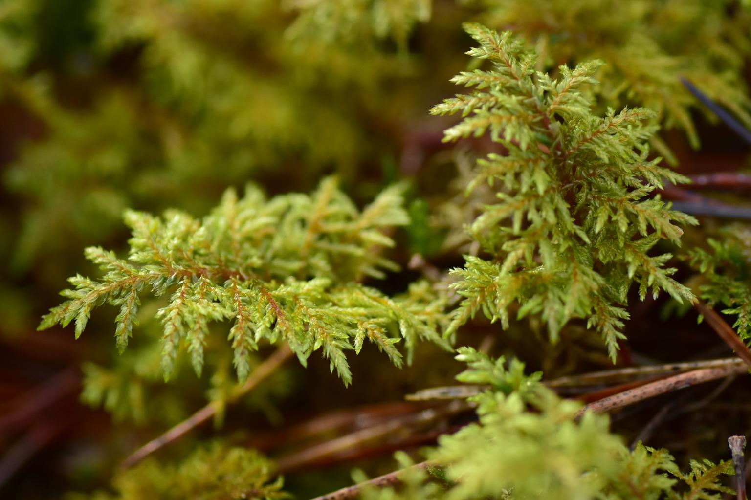 Glittering woodmoss. Photo: Shutterstock