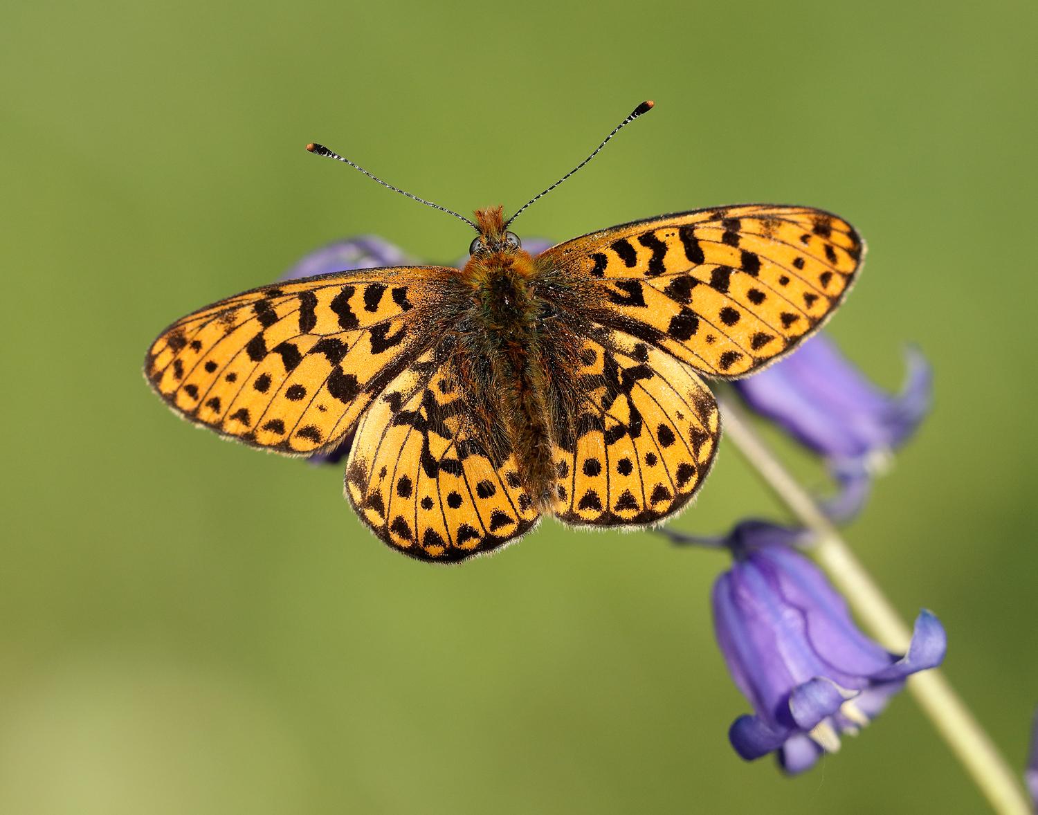 Pearl-bordered Fritillary by Iain H Leach