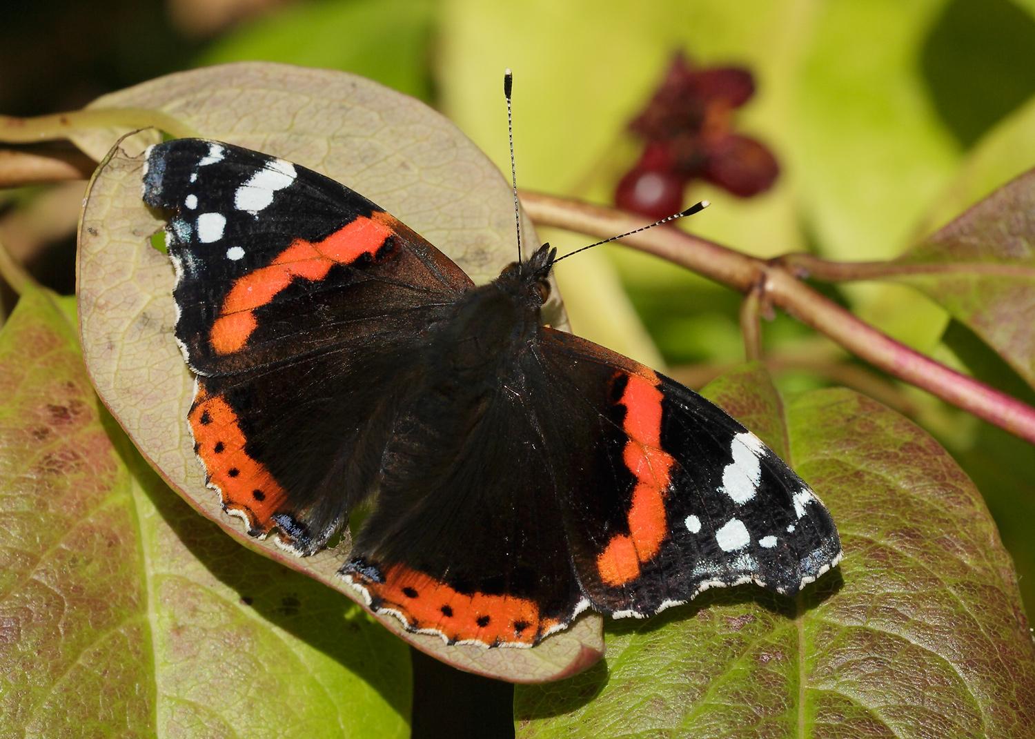 Red Admiral by Iain H Leach.