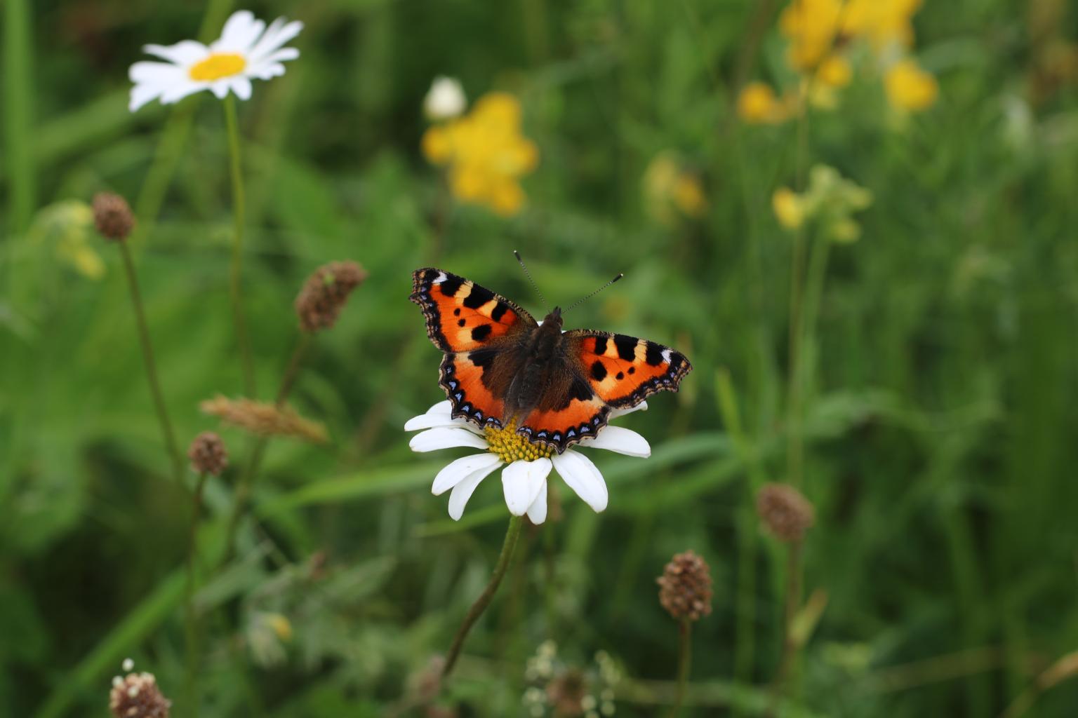 Butterfly on a plant