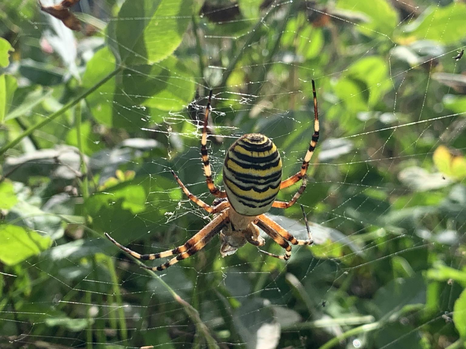 Wasp spider. Photo: Robin Hutchinson.