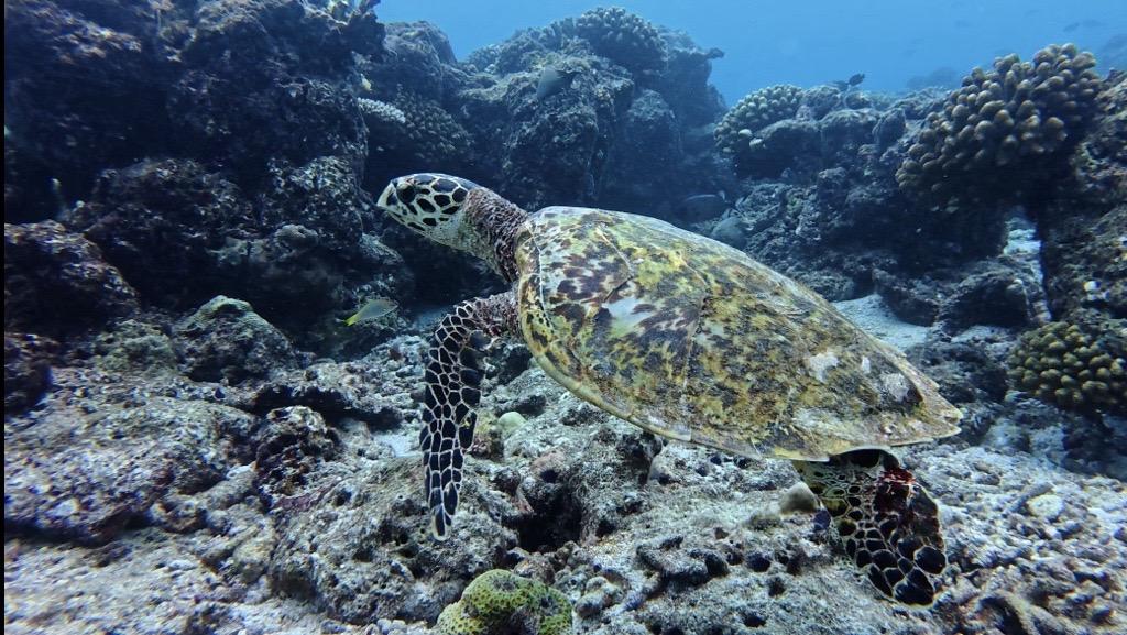 Turtle, Indian Ocean, Maldives.