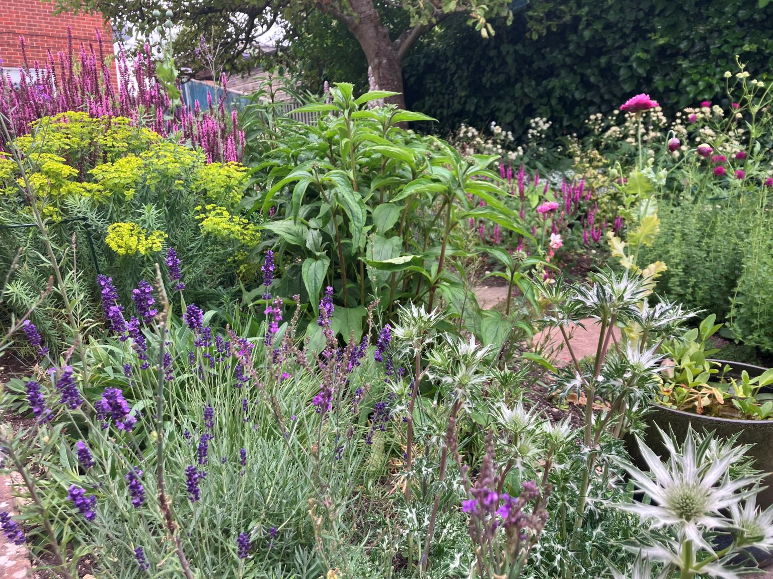 Garden plants