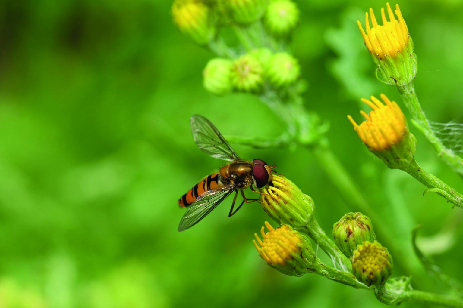 Hoverfly on a plant