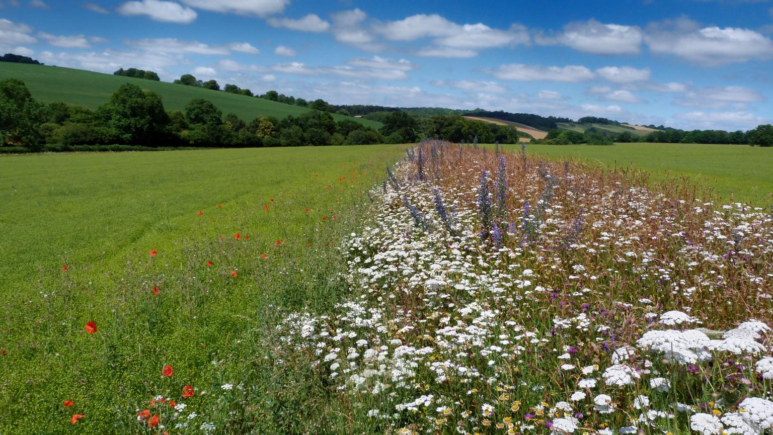 An in-field wildflower strip to support pollinators.