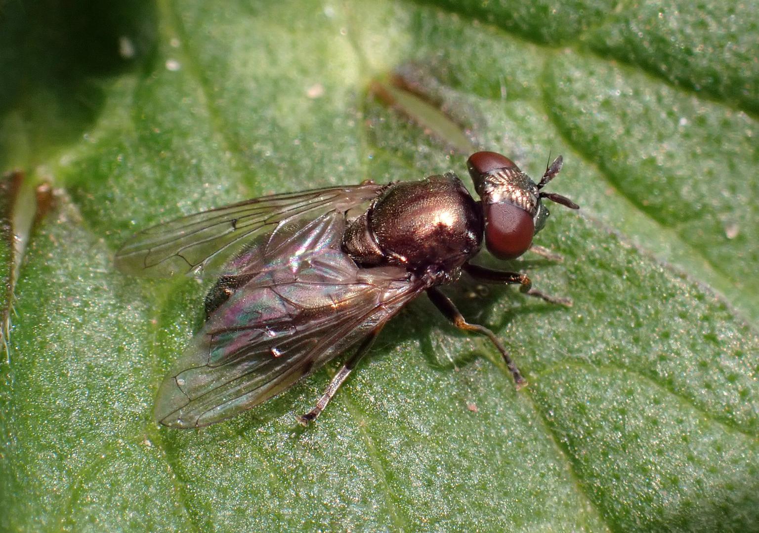 Hoverfly on a leaf