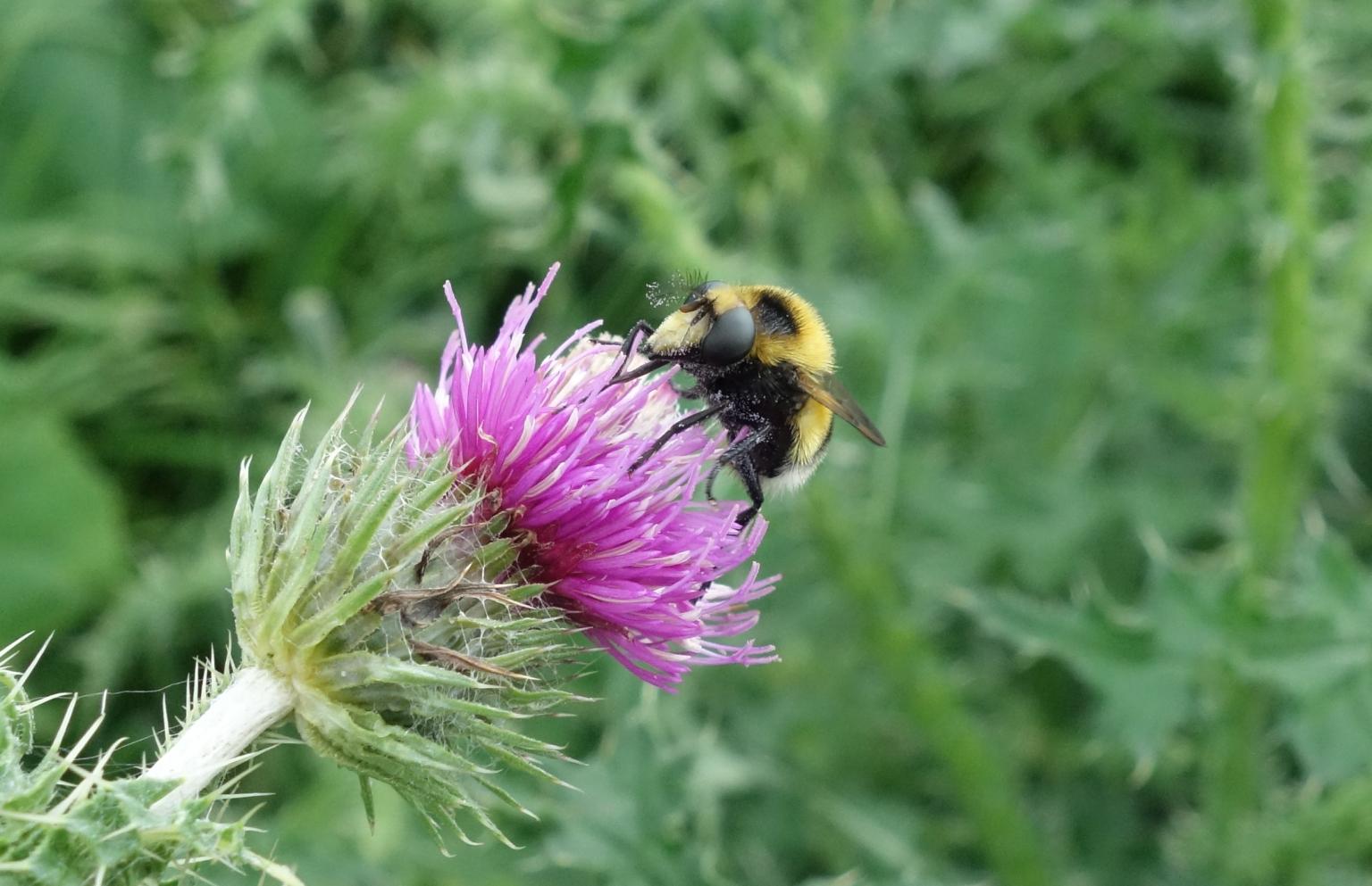 Insect on a thistle