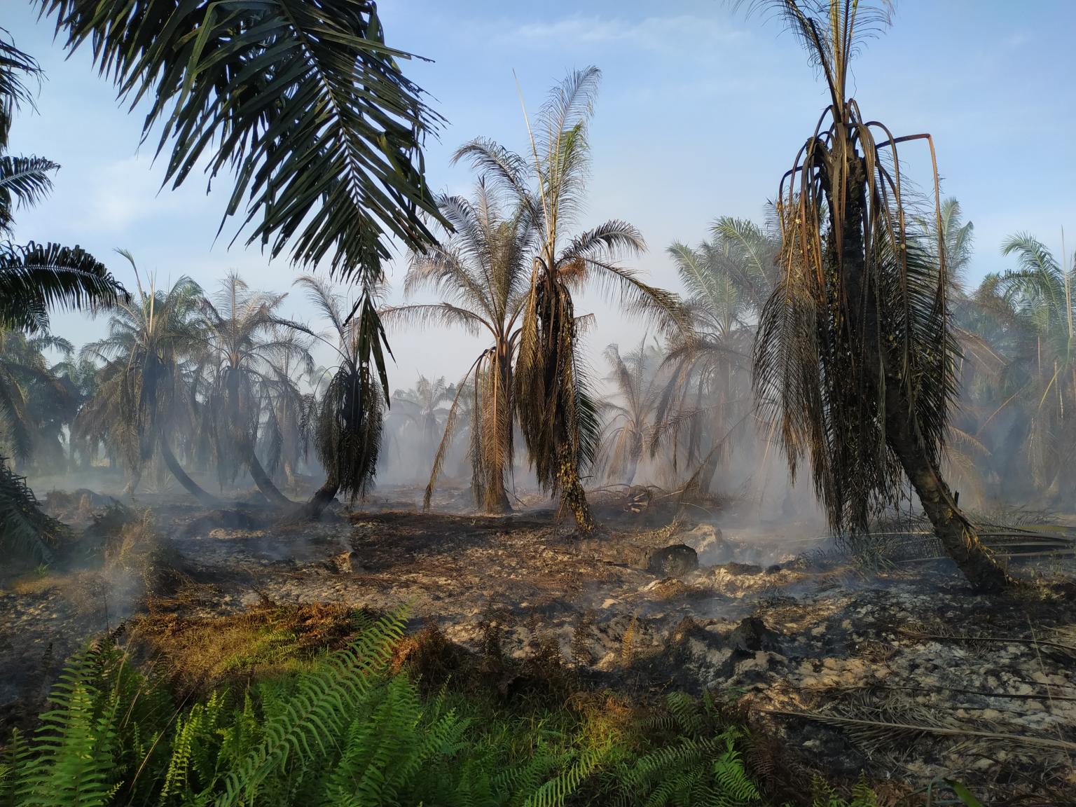 Burnt ground and palms