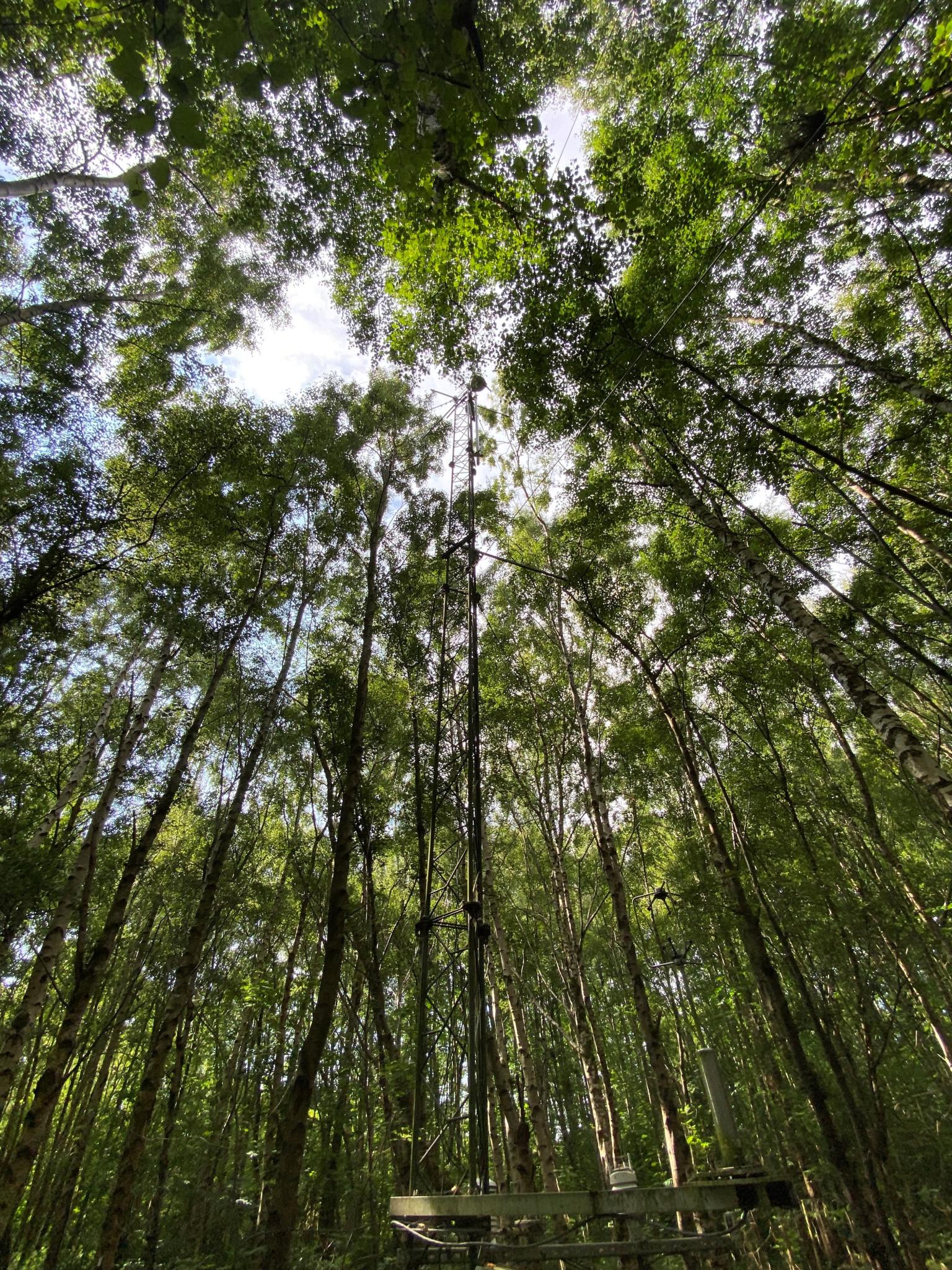 Tree canopy with tower