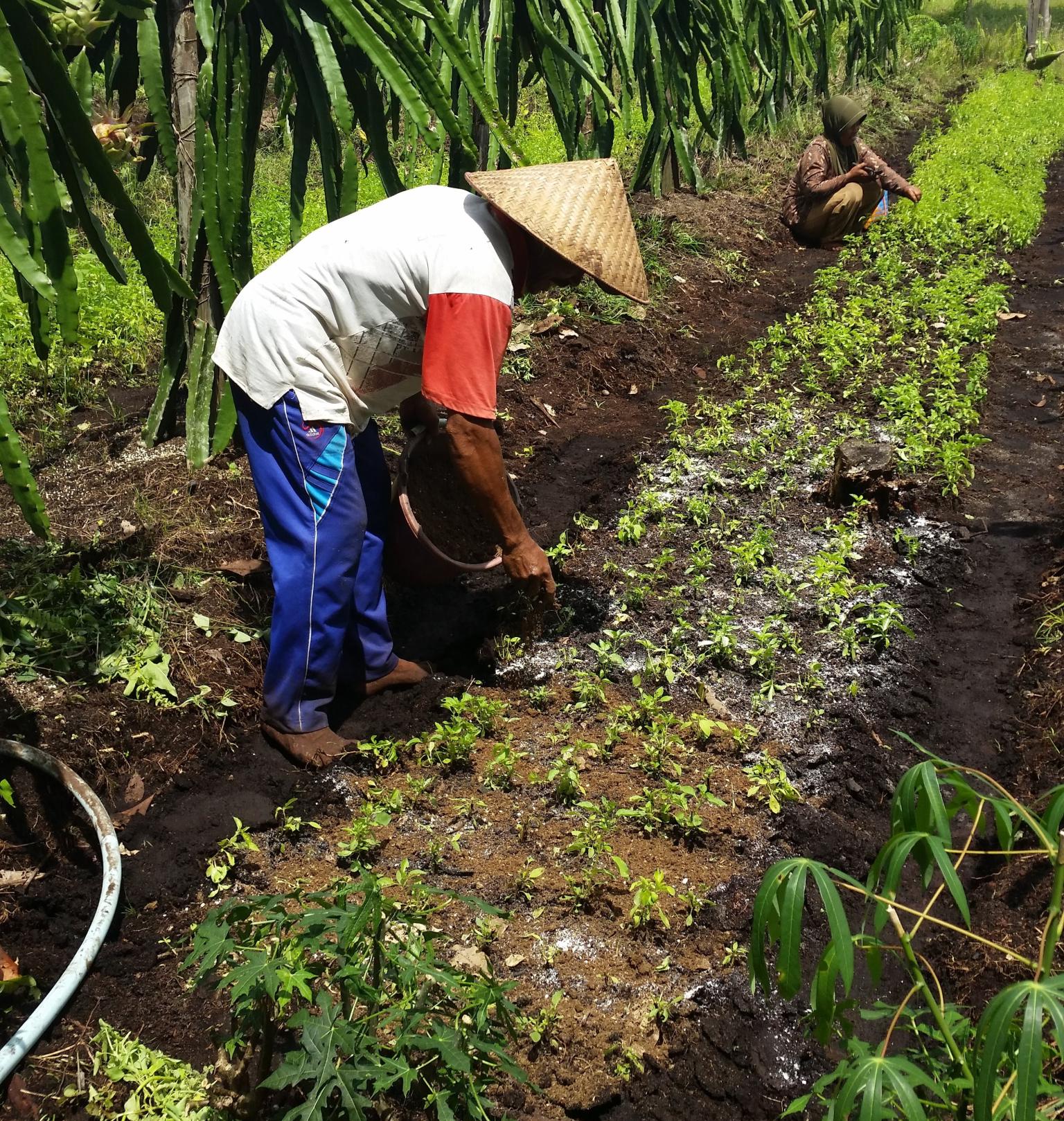 Person tending to crops