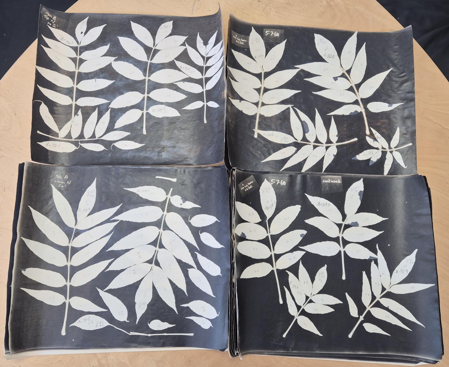 Silhouettes of ash leaves