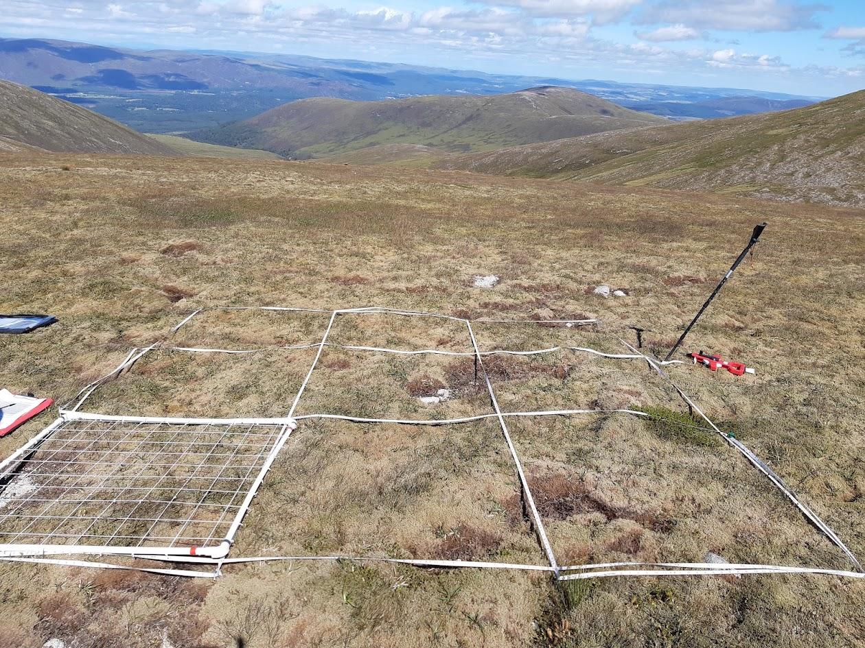 A survey plot in the Cairngorms.